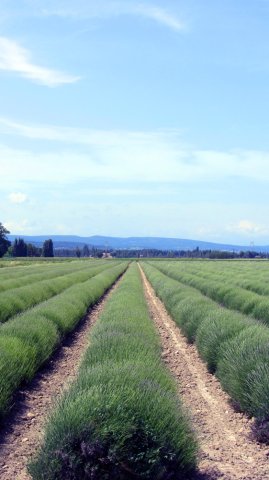 06-07-PontEsperit-18-0047-Lapalud