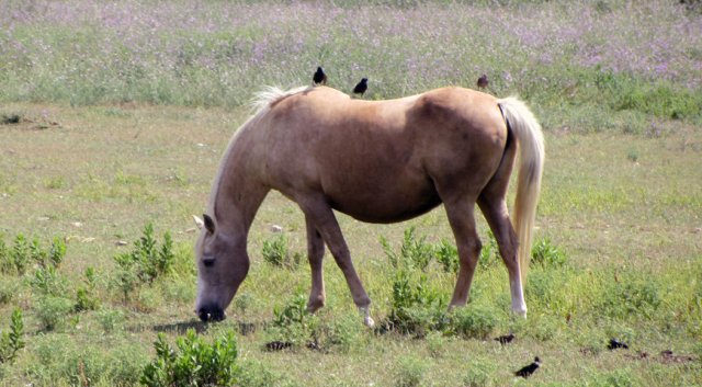 06-13-Frontignan-24-0109-Vic-la-Gardiole