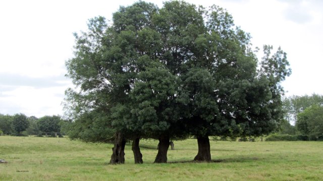 07-16-Angers-57-0010