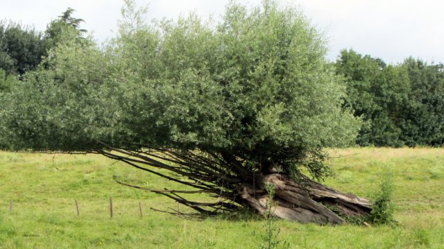 07-16-Angers-57-0013