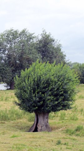 07-16-Angers-57-0042