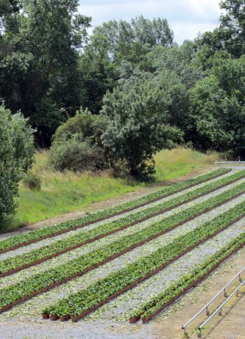 07-16-Angers-57-0060