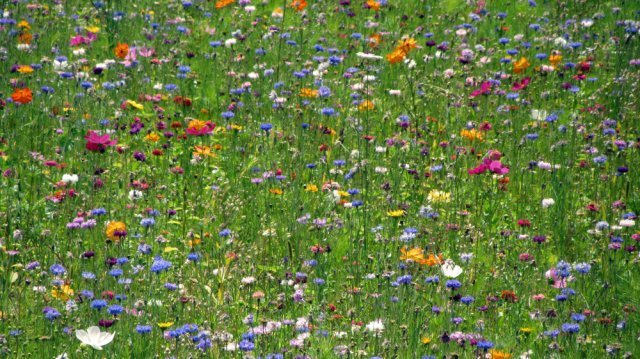 07-19-Chinon-60-0183-Savigny-en-Veron