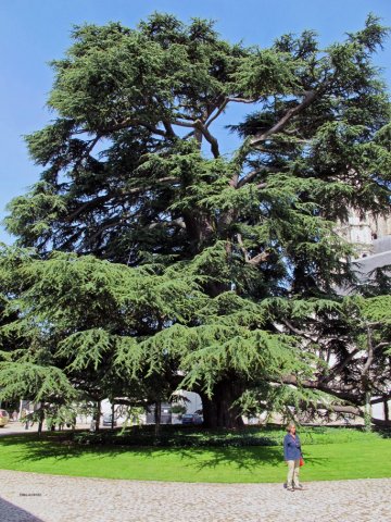 07-22-Tours-63-0038-Tours-Zeder-von1804-Hoehe31-Spannweite33-Stamm750cm