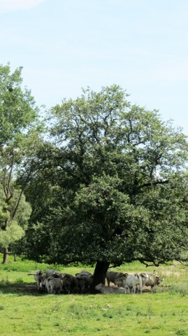 08-04-Montceau-76-0337