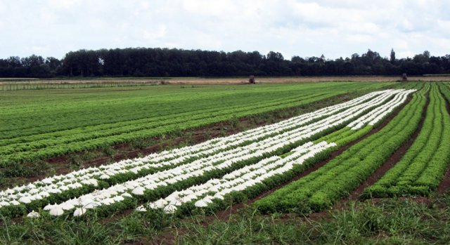 08-06-Chamblanc-78-0155-Chamay